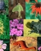 Bài giảng Bảo tồn đa dạng sinh học - Cao Thị Lý