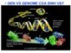 Bài giảng Sinh học phân tử - Chương 3: Cấu trúc gen và hệ gen của sinh vật